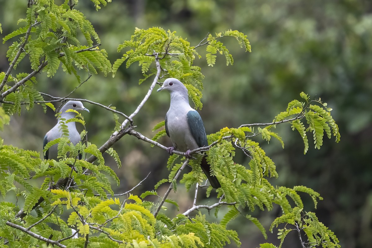 Green Imperial-Pigeon - ML610772968