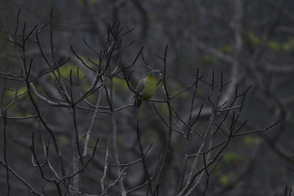 Yellow-footed Green-Pigeon - ML610773184