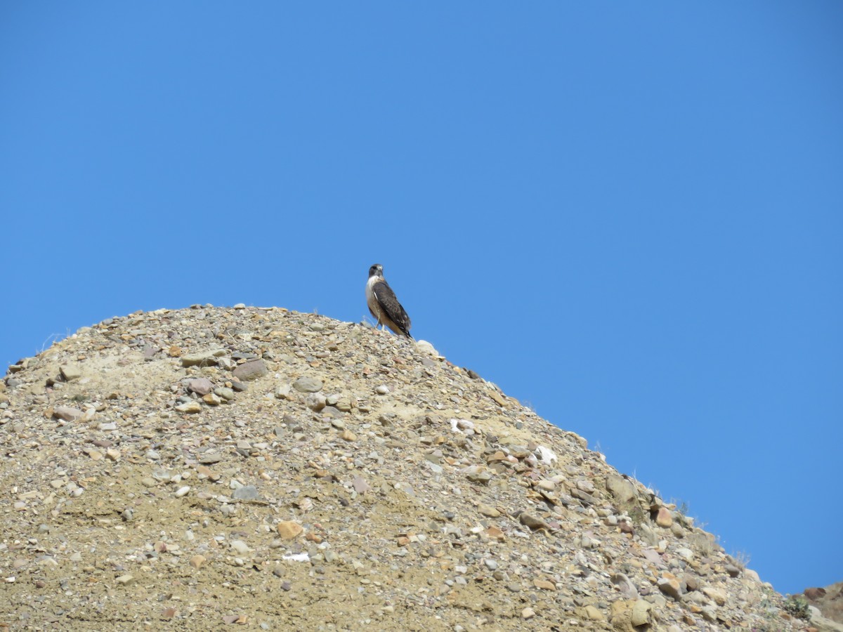 Red-tailed Hawk (fuertesi) - ML610773404