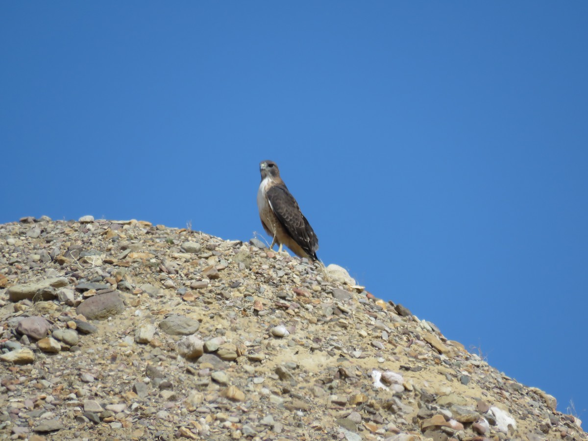 Red-tailed Hawk (fuertesi) - ML610773413