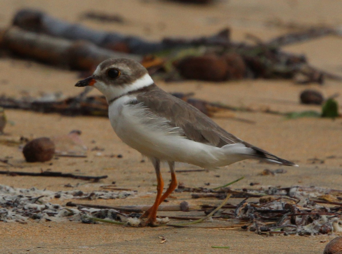 Semipalmated Plover - ML610773535