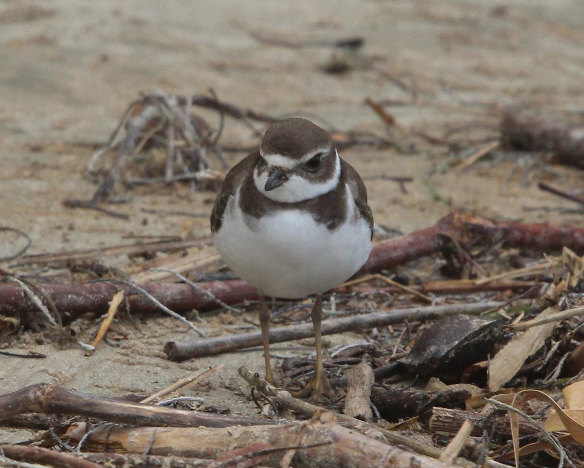 Semipalmated Plover - ML610773563