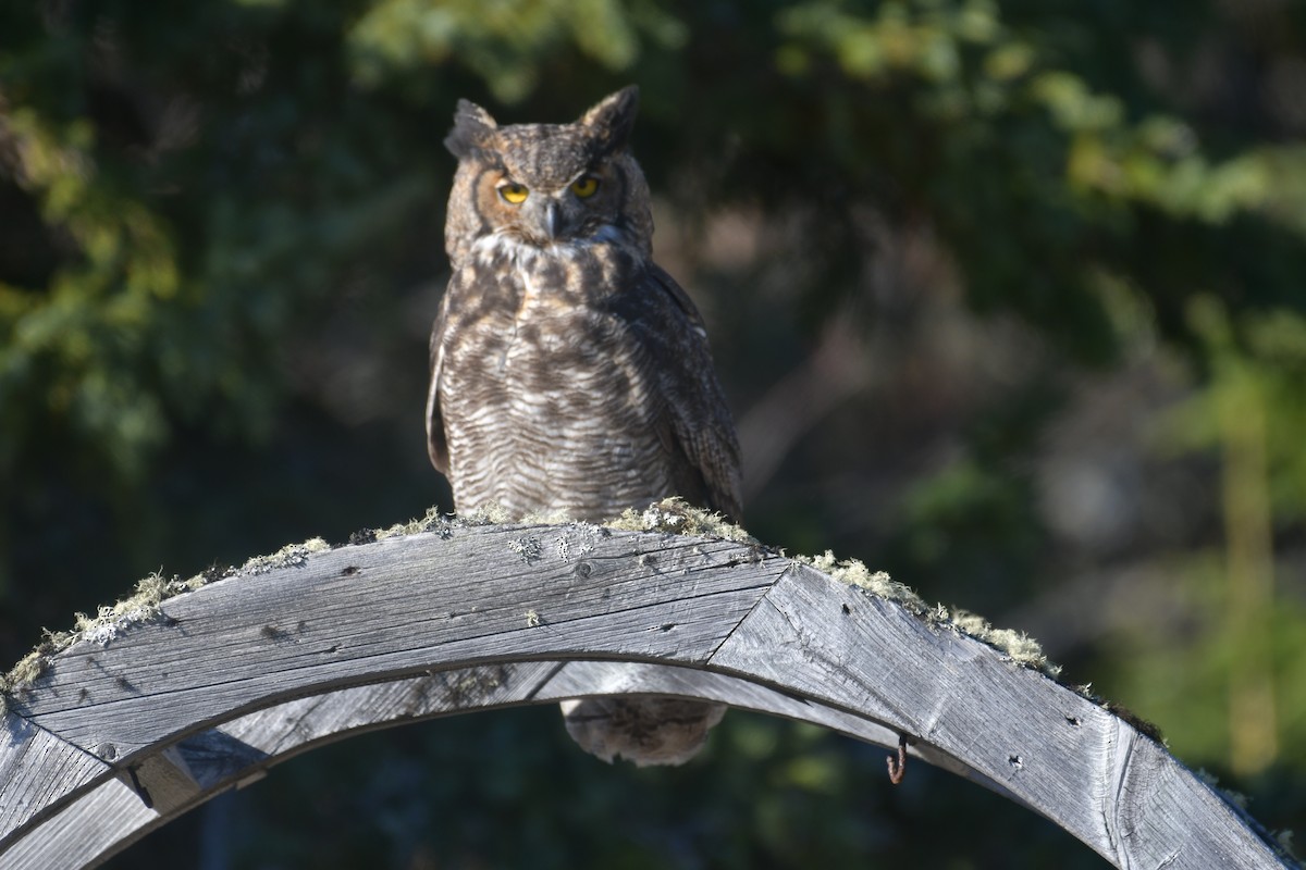 Great Horned Owl - ML610773728
