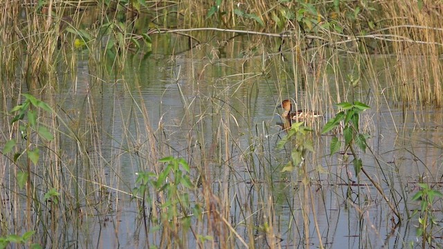Fulvous Whistling-Duck - ML610773736