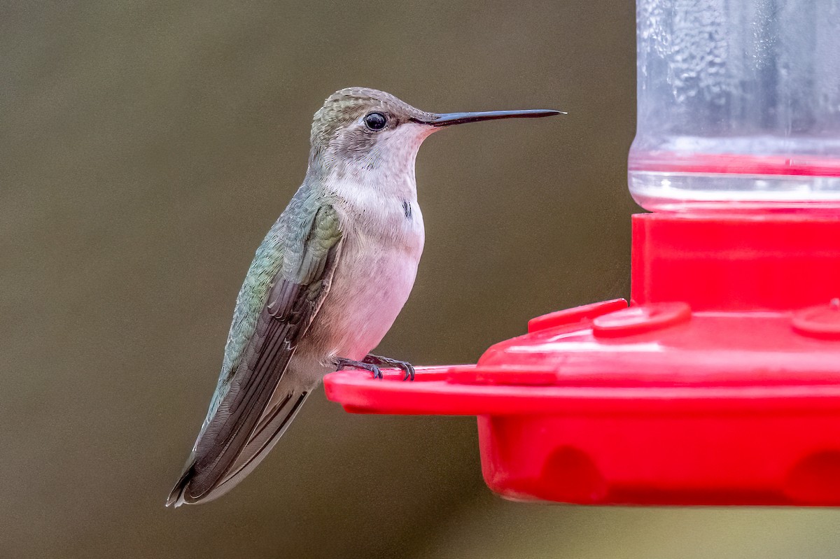 Black-chinned Hummingbird - Bruce Miller