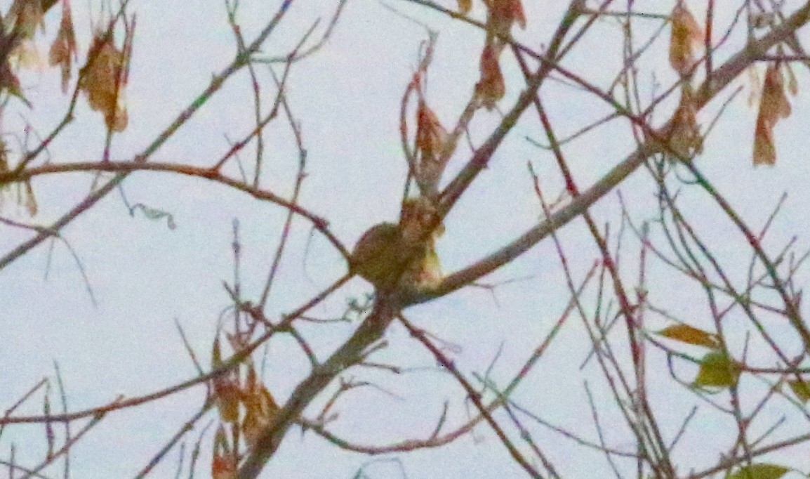 Orange-crowned Warbler - ML610774074
