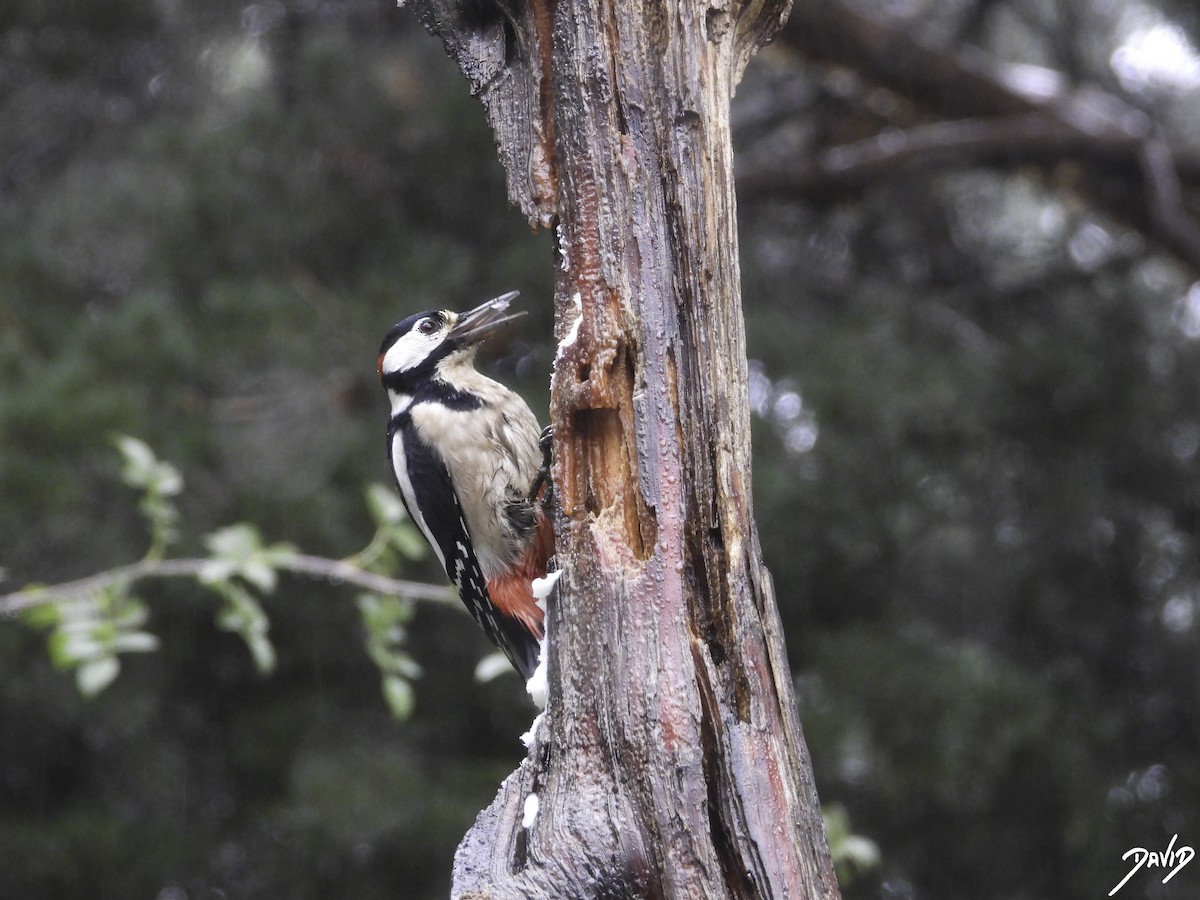 Great Spotted Woodpecker - ML610774143