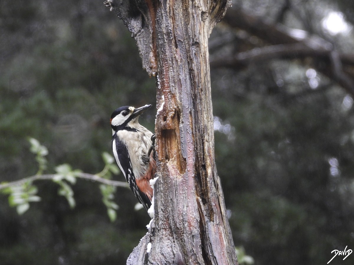 Great Spotted Woodpecker - ML610774144