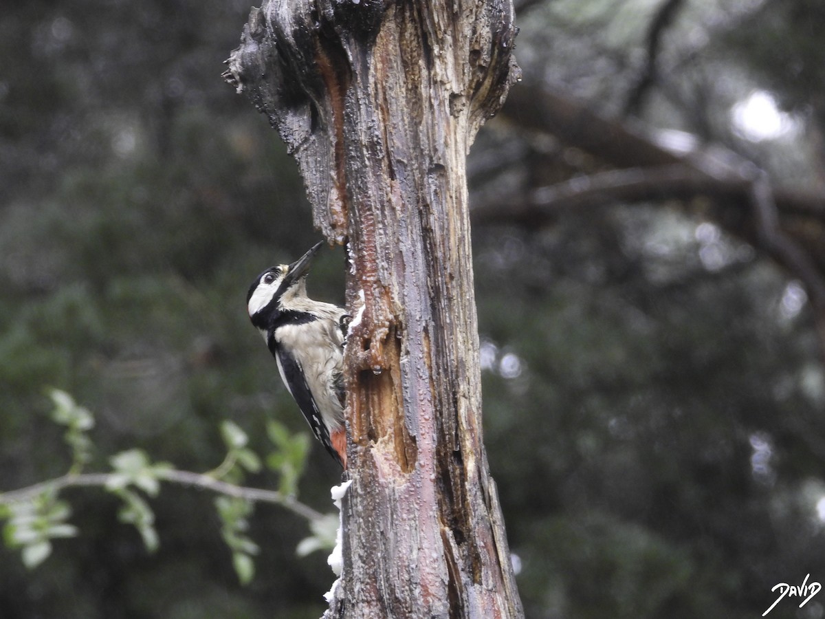 Great Spotted Woodpecker - ML610774145