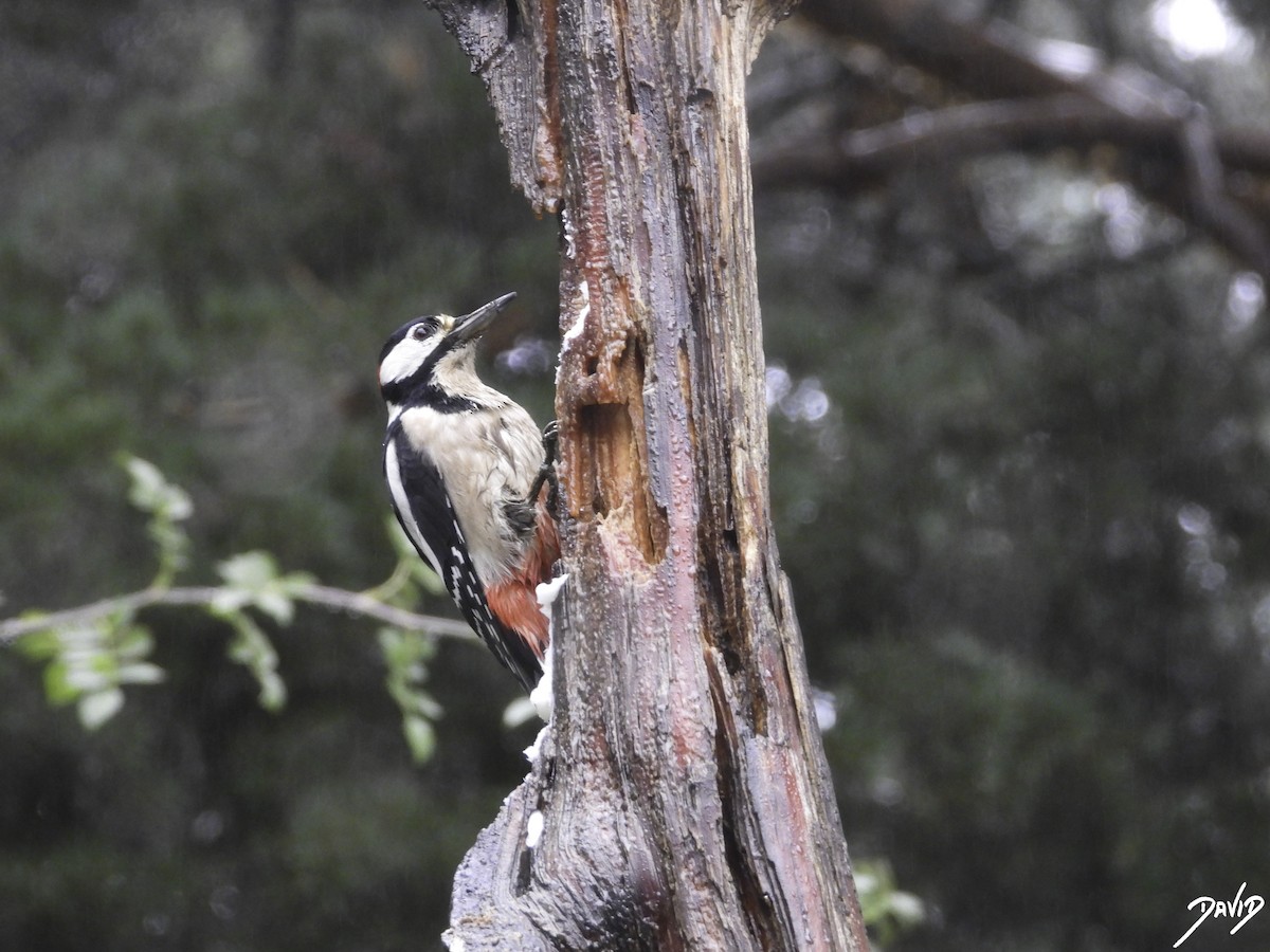 Great Spotted Woodpecker - ML610774147