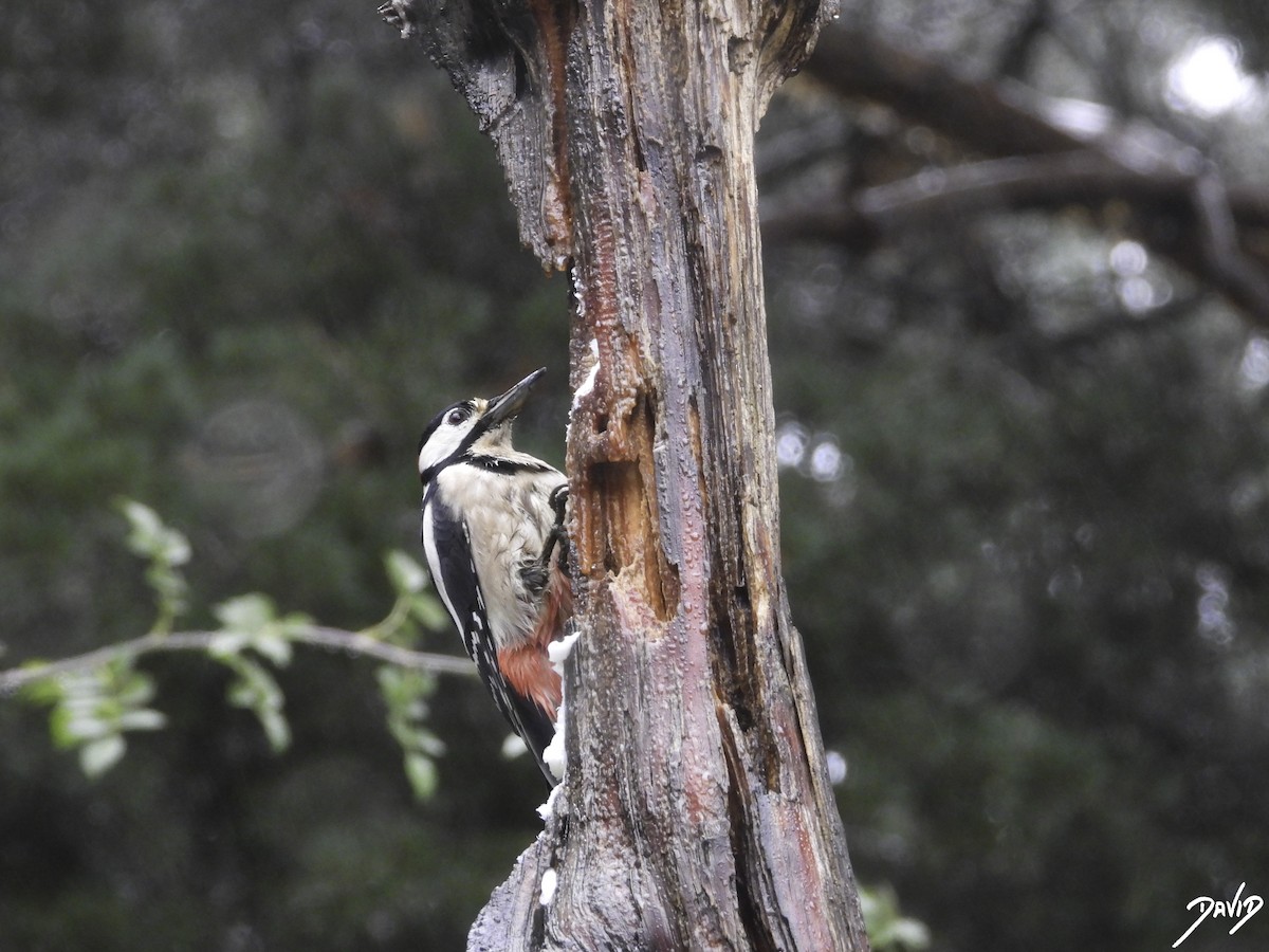 Great Spotted Woodpecker - ML610774148