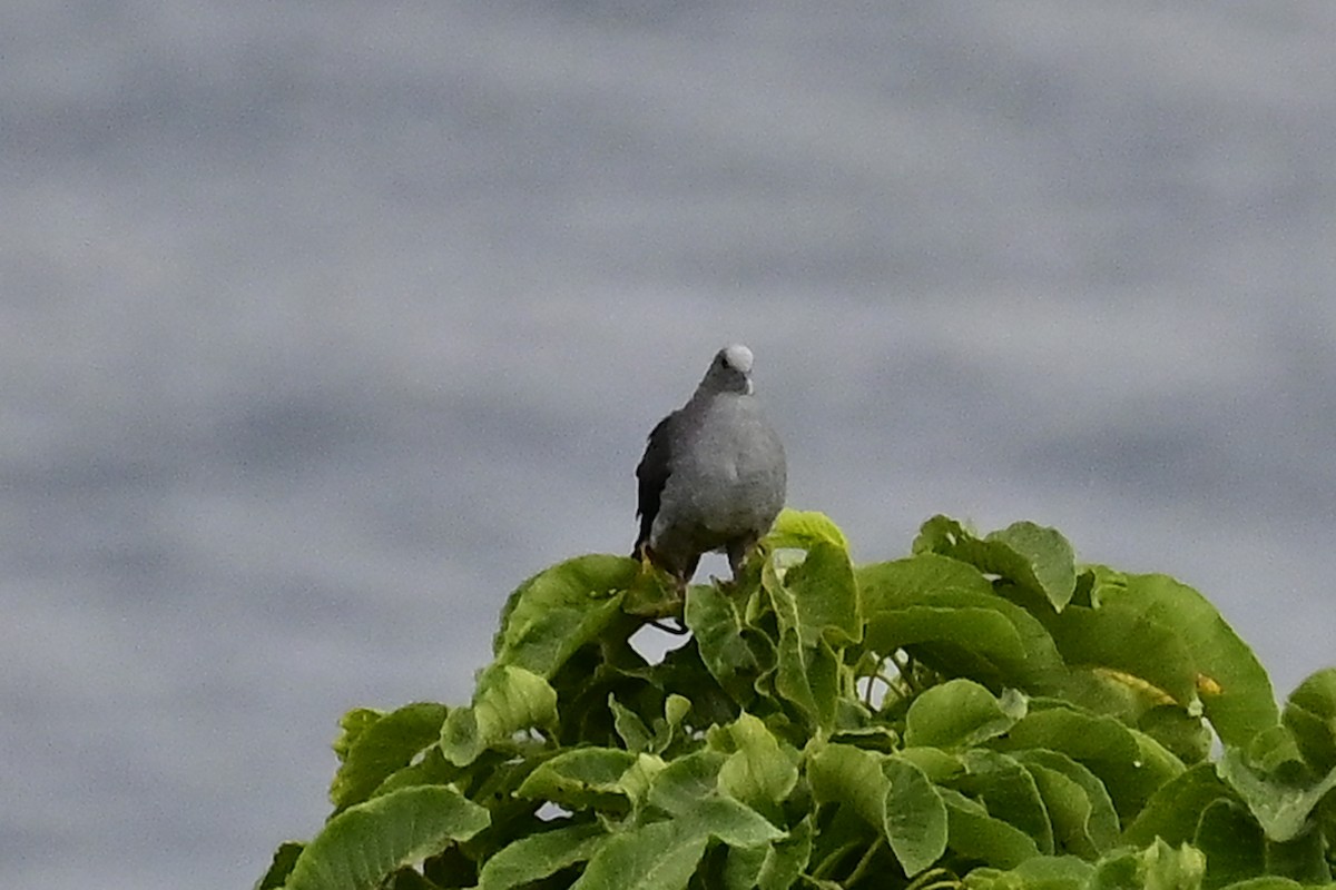 Sao Tome Pigeon - ML610774178