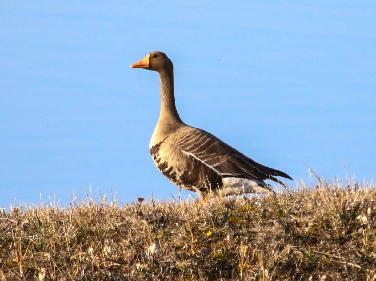 Greater White-fronted Goose - ML610774221