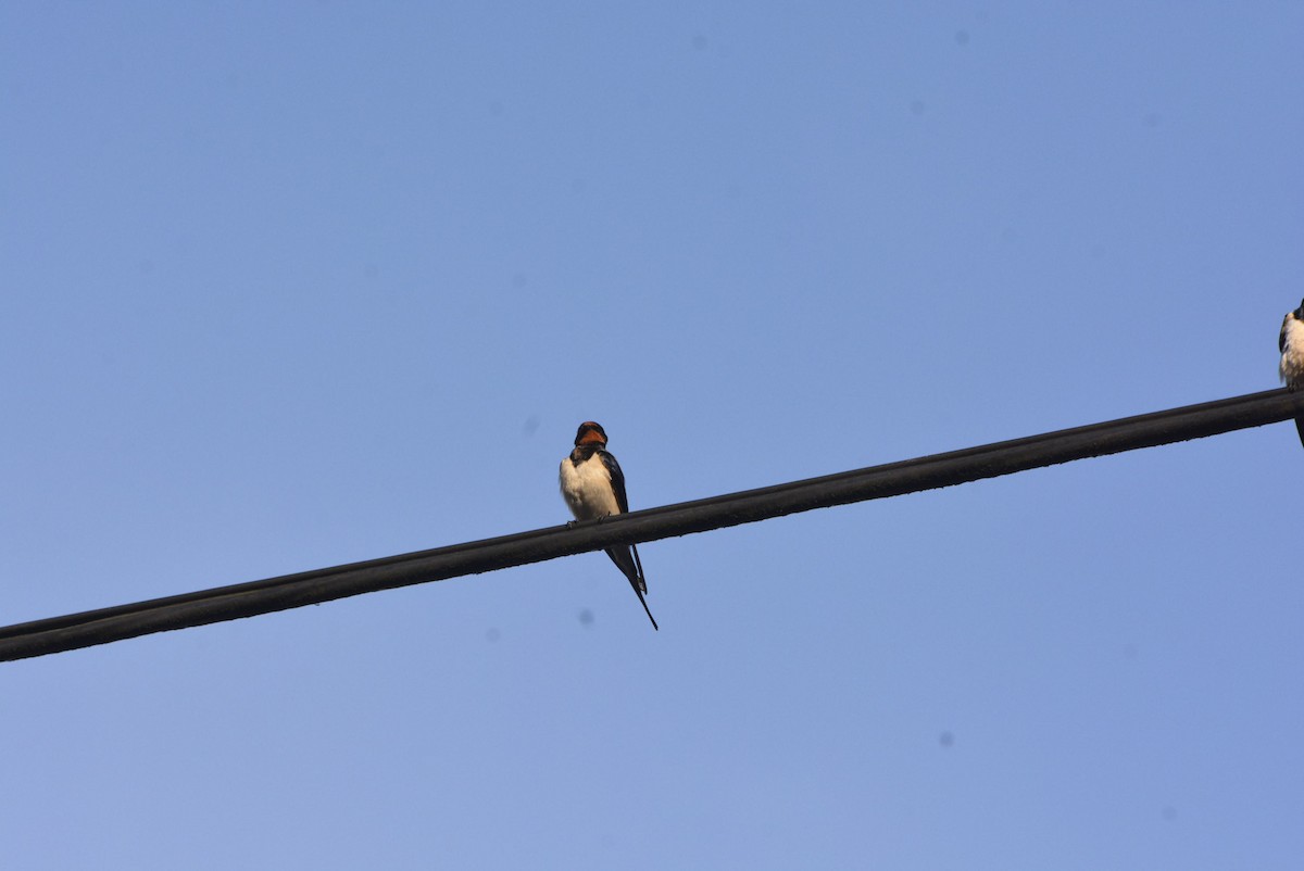 Barn Swallow (White-bellied) - ML610774365