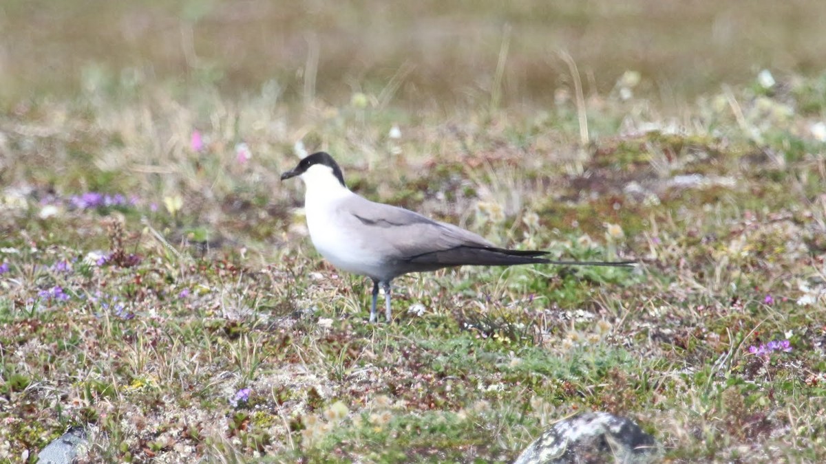 Long-tailed Jaeger - ML610774397