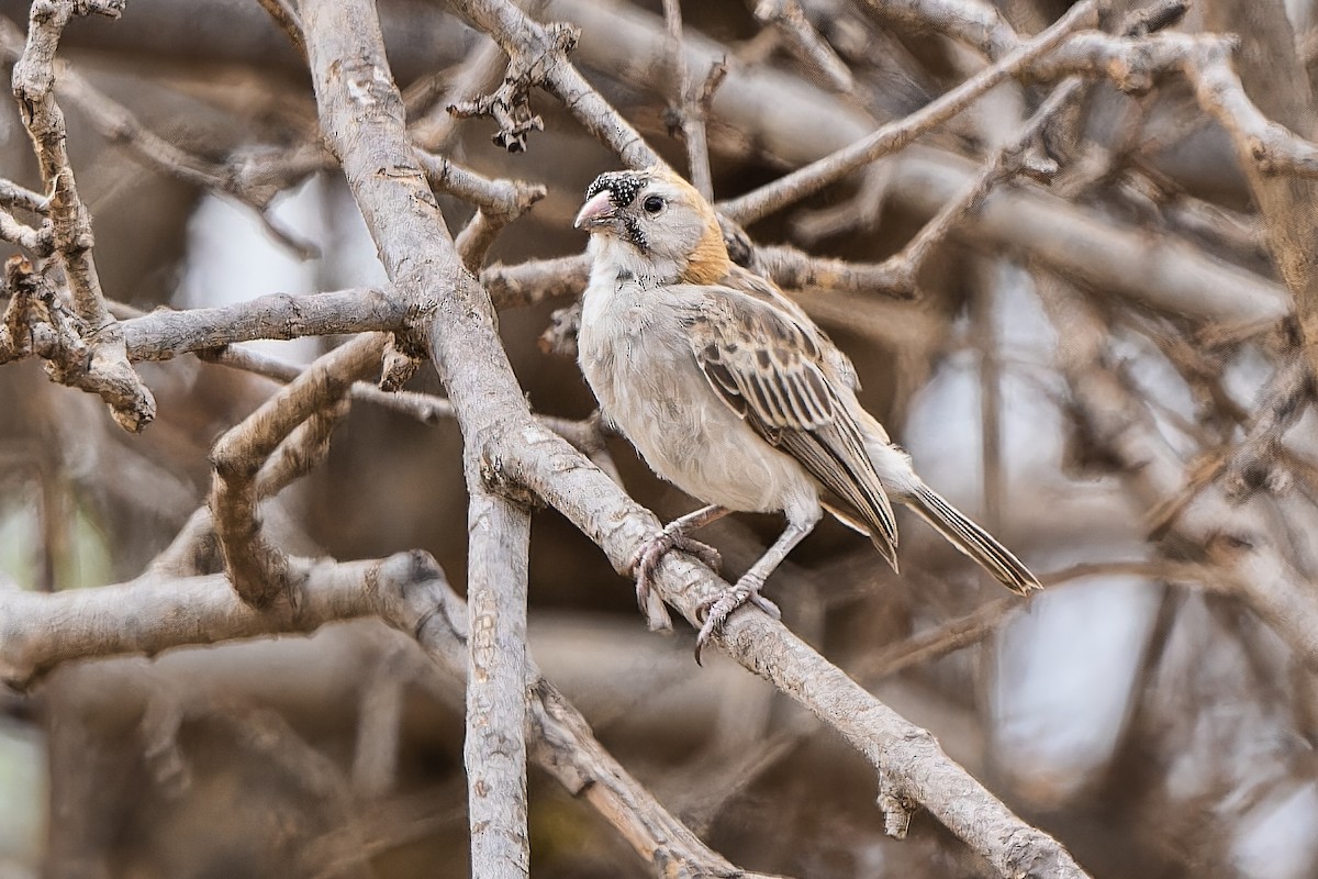 Speckle-fronted Weaver - ML610774398