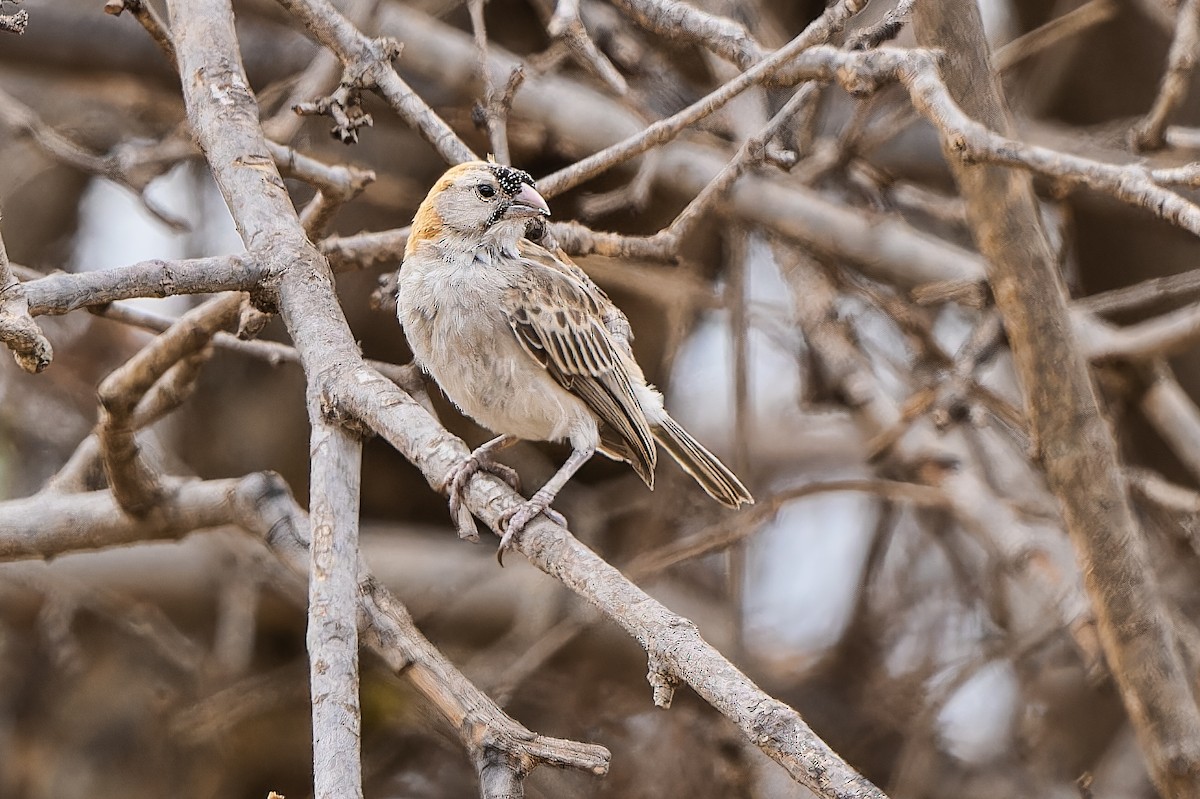 Speckle-fronted Weaver - ML610774399