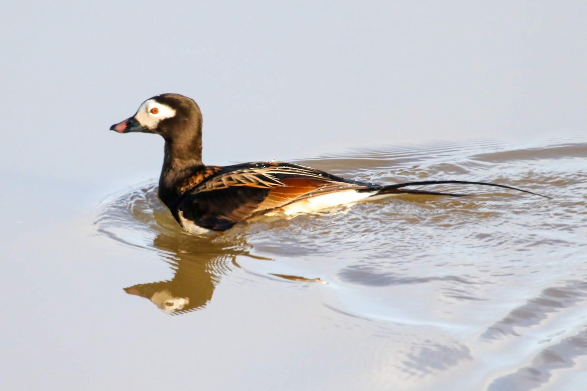 Long-tailed Duck - ML610774601