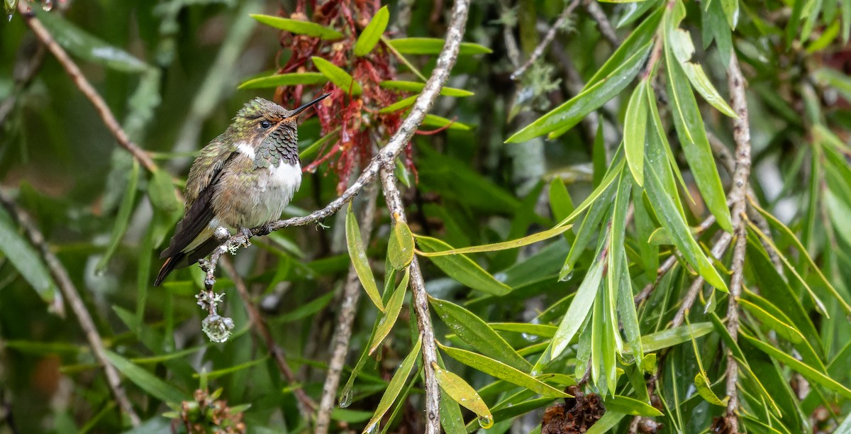 Volcano Hummingbird (Heliotrope-throated) - ML610774973