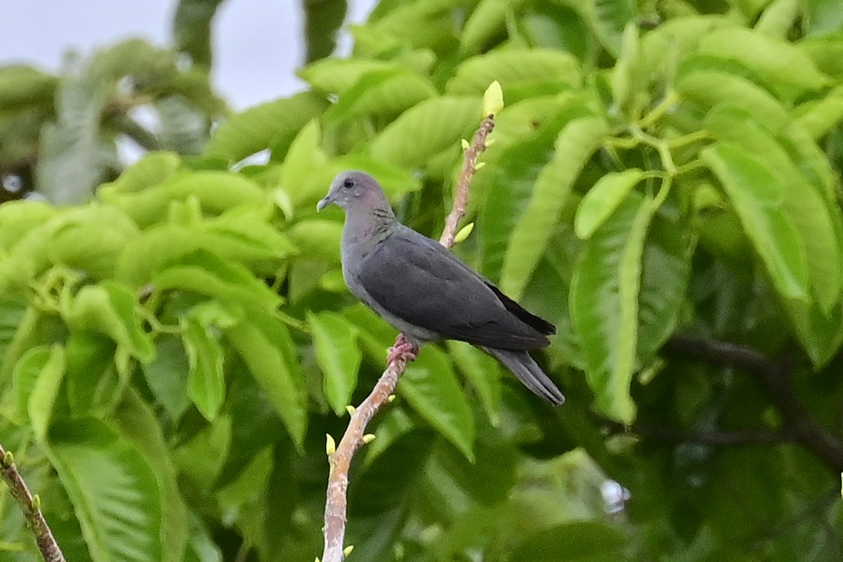 Sao Tome Pigeon - ML610775010