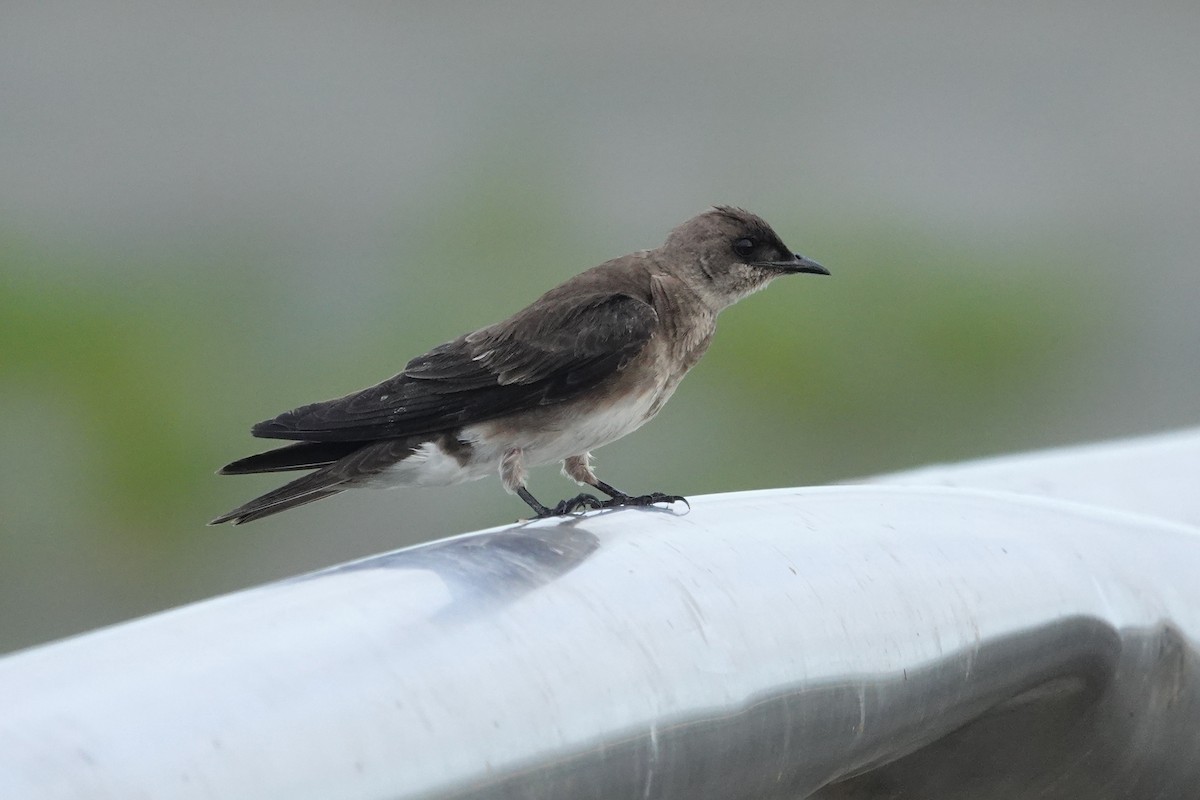 Brown-chested Martin (tapera) - ML610775140