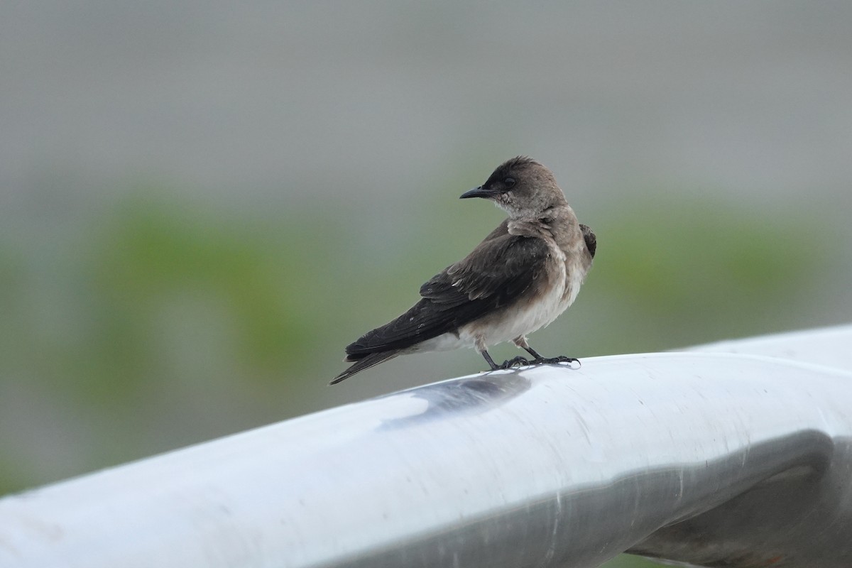 Brown-chested Martin (tapera) - ML610775141