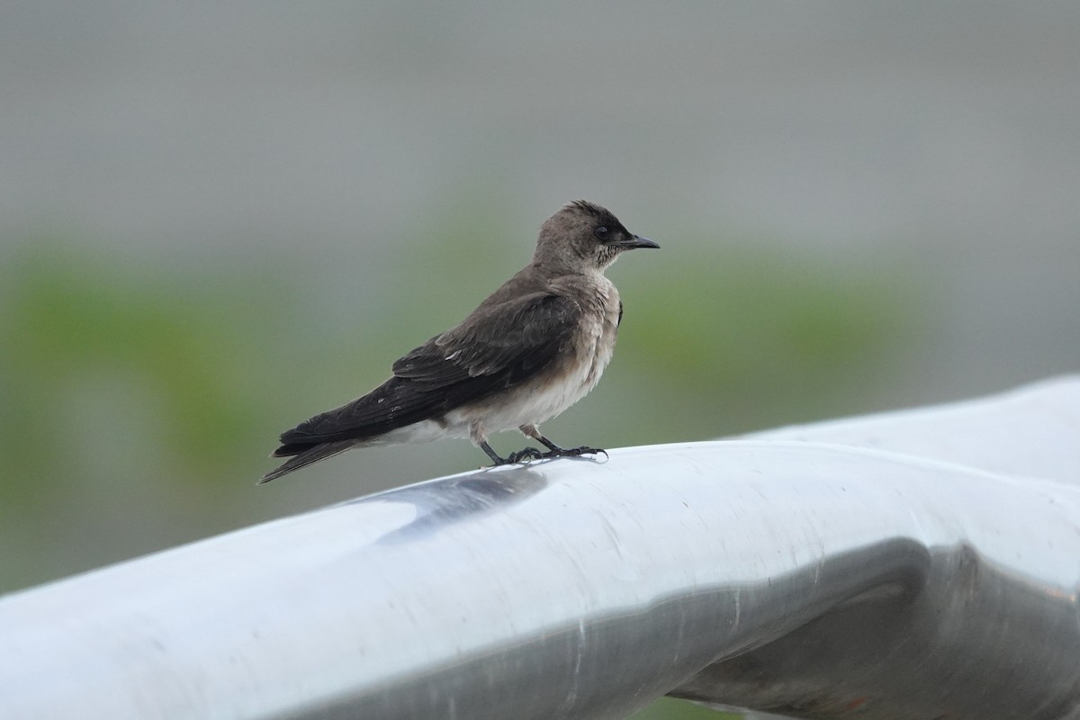 Brown-chested Martin (tapera) - ML610775142