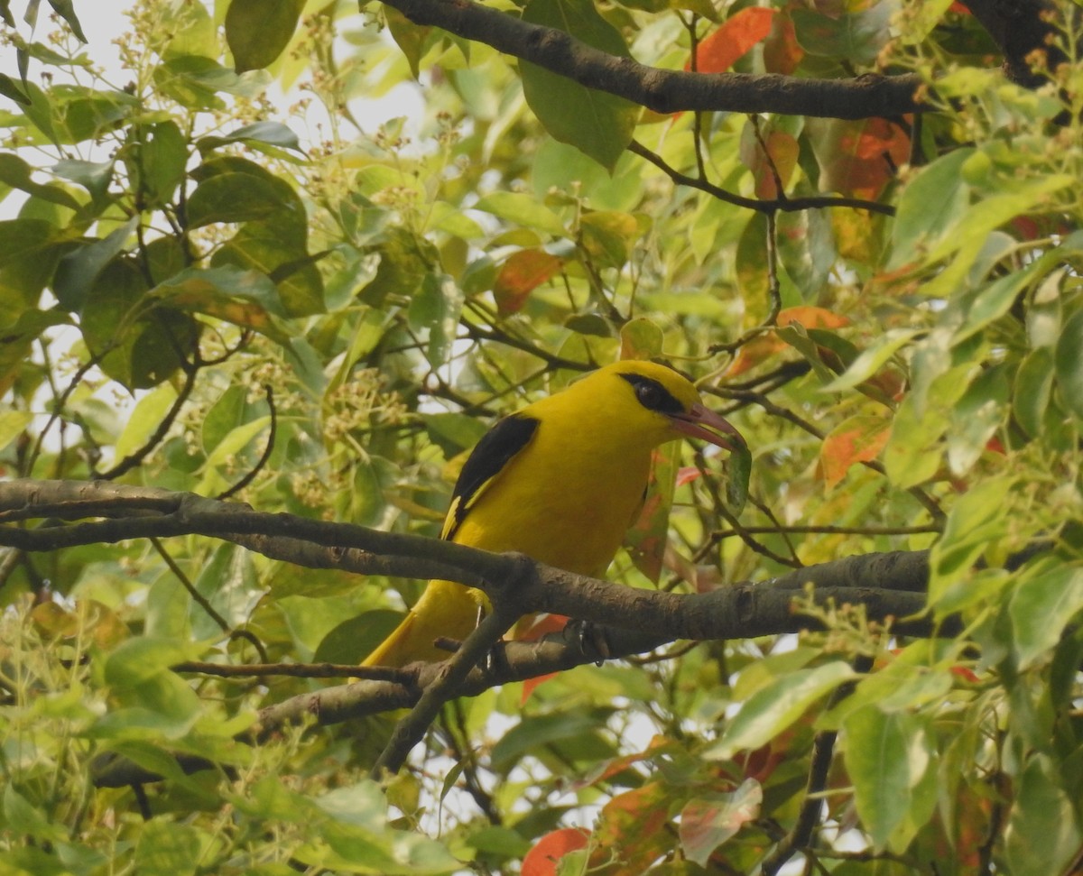 Indian Golden Oriole - ML610775184