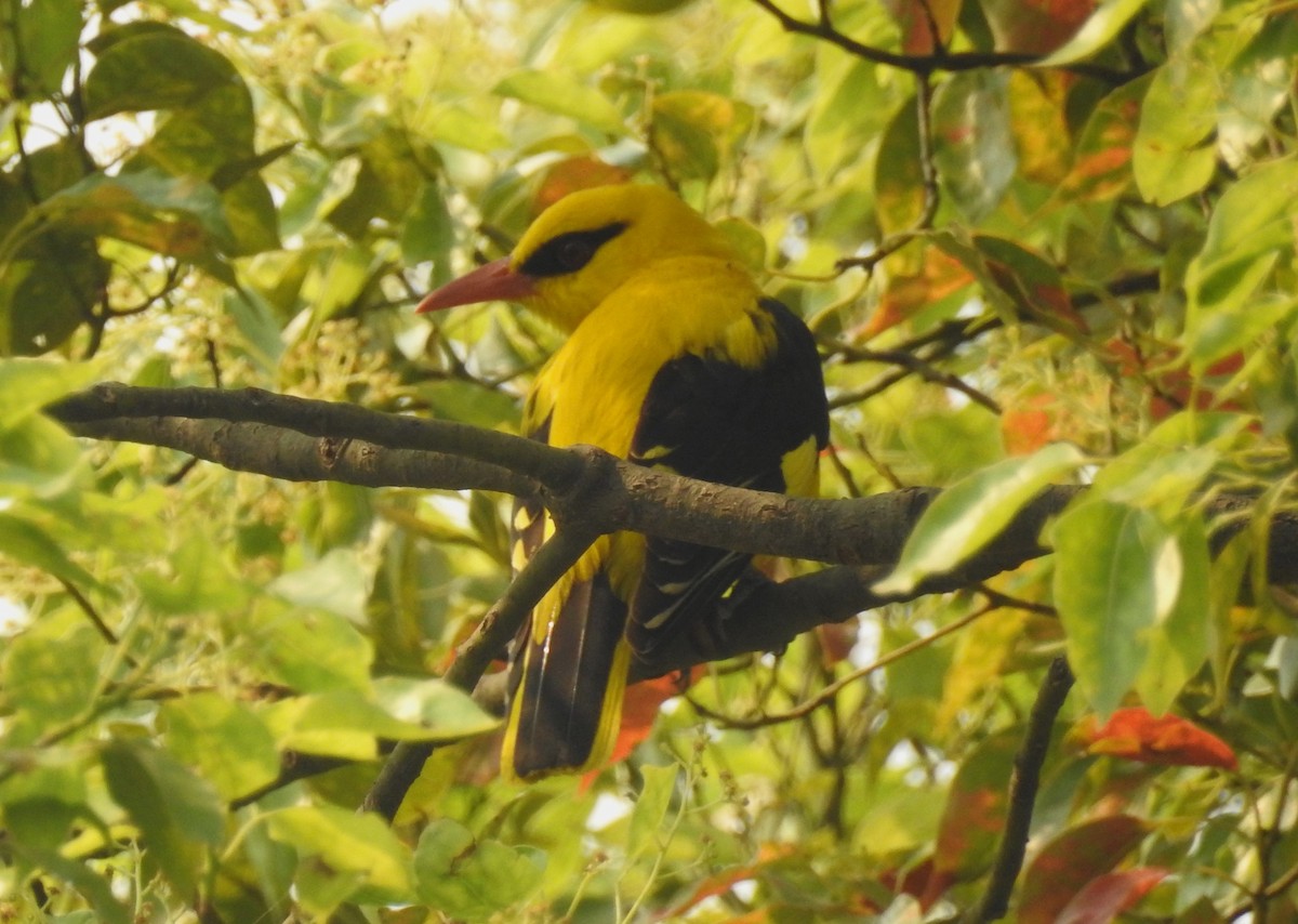 Indian Golden Oriole - ML610775188