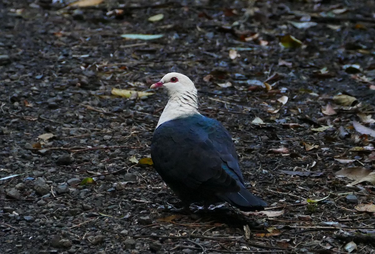 White-headed Pigeon - ML610775594