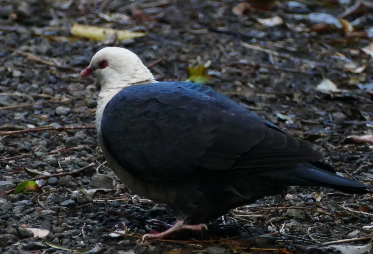 White-headed Pigeon - ML610775595