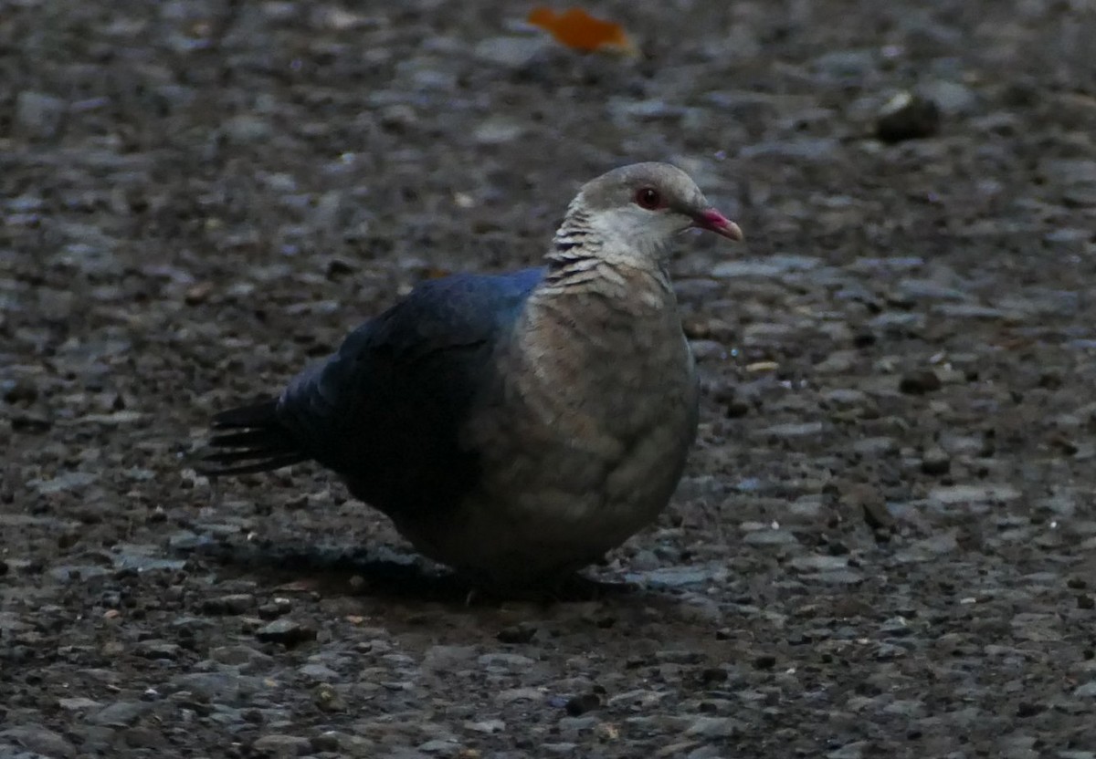 White-headed Pigeon - Matthew Colbert