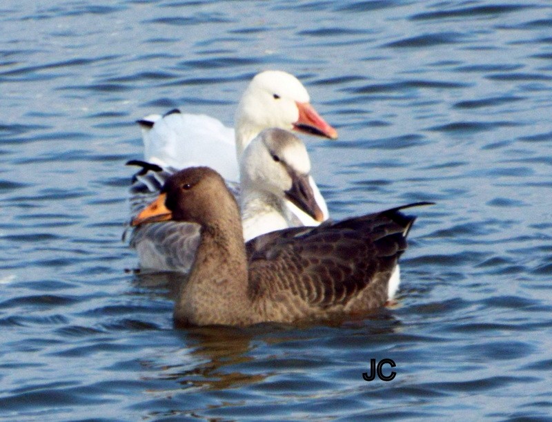 Greater White-fronted Goose - ML610775649