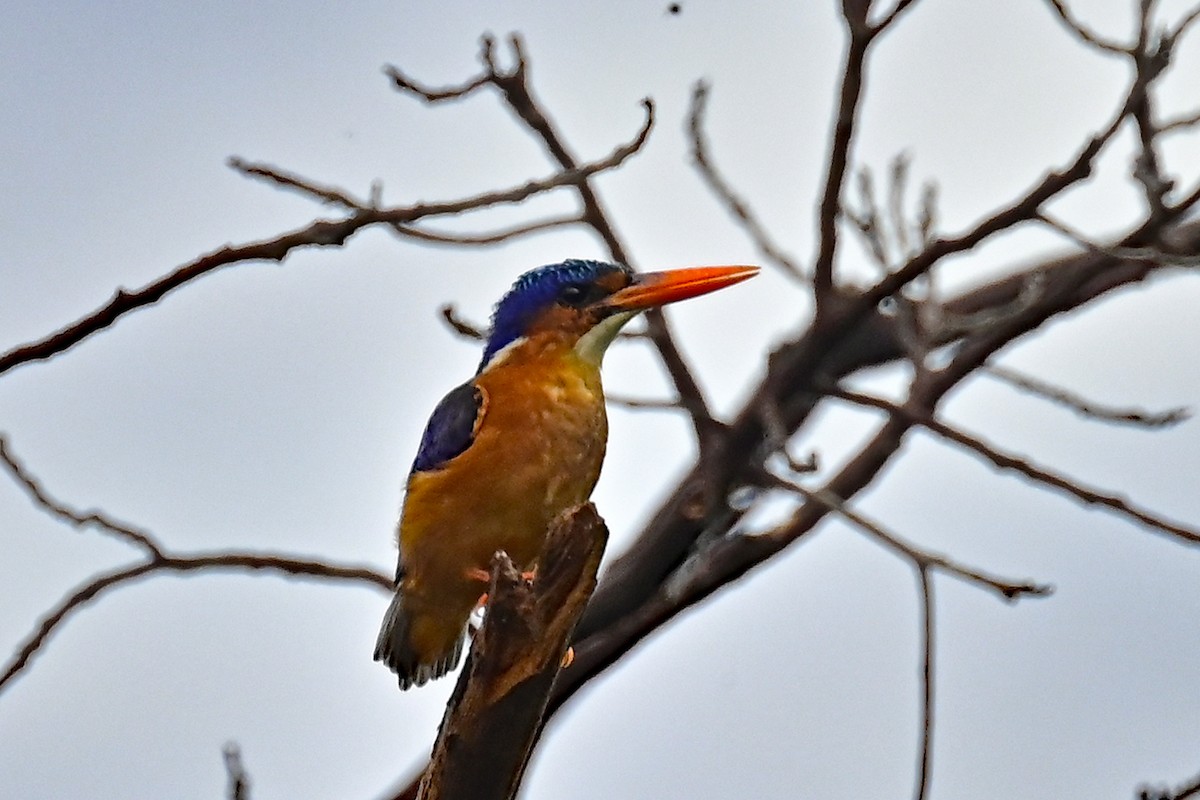 Malachite Kingfisher (Sao Tome) - ML610775757