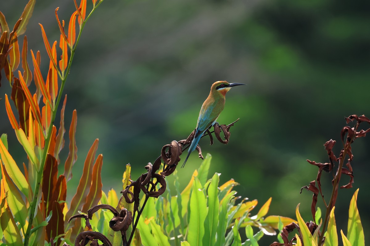 Blue-tailed Bee-eater - ML610775769