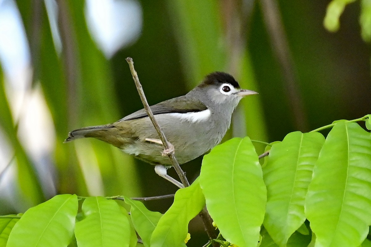 Black-capped Speirops - ML610775925