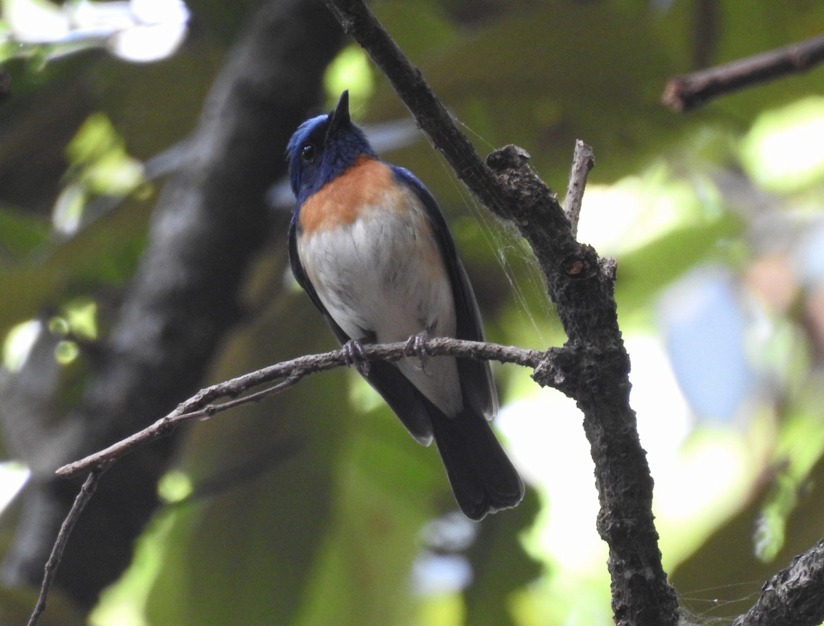 Blue-throated Flycatcher - Sahana M