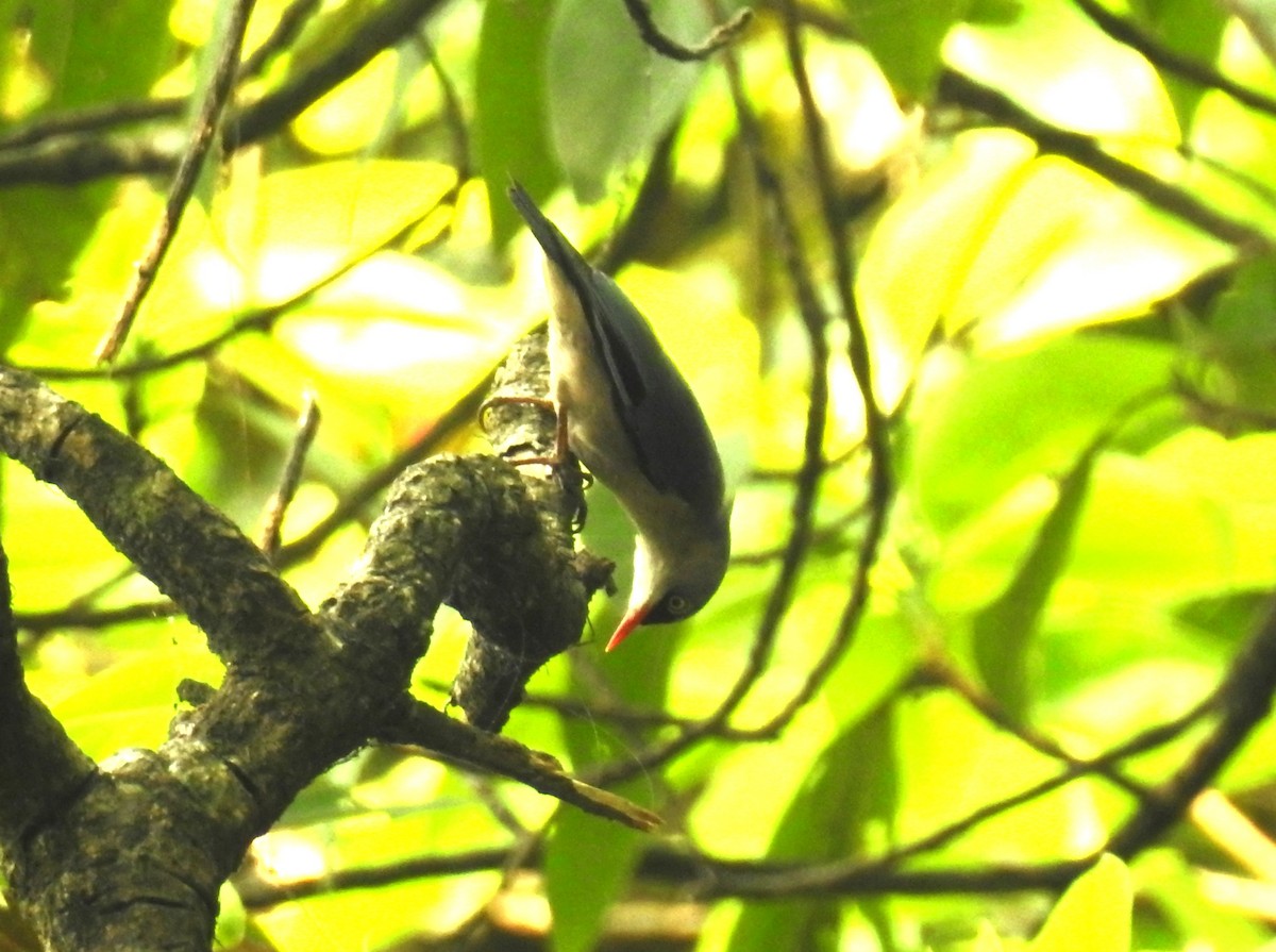 Velvet-fronted Nuthatch - ML610776381