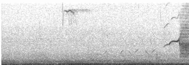 White-tailed Kite - ML610776516