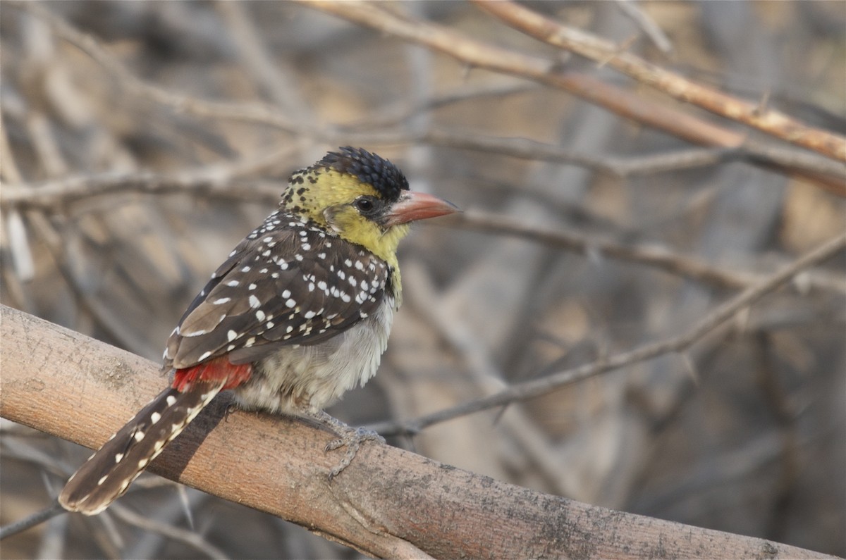 Yellow-breasted Barbet - ML610776537