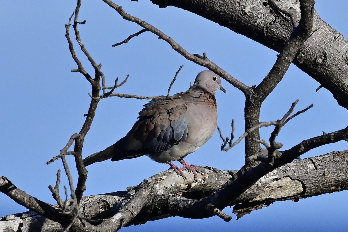 Laughing Dove - ML610776744