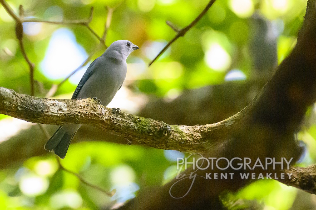 Blue-gray Tanager - ML610777789