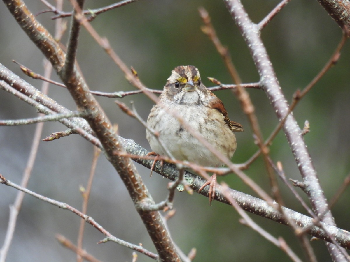 White-throated Sparrow - ML610778003