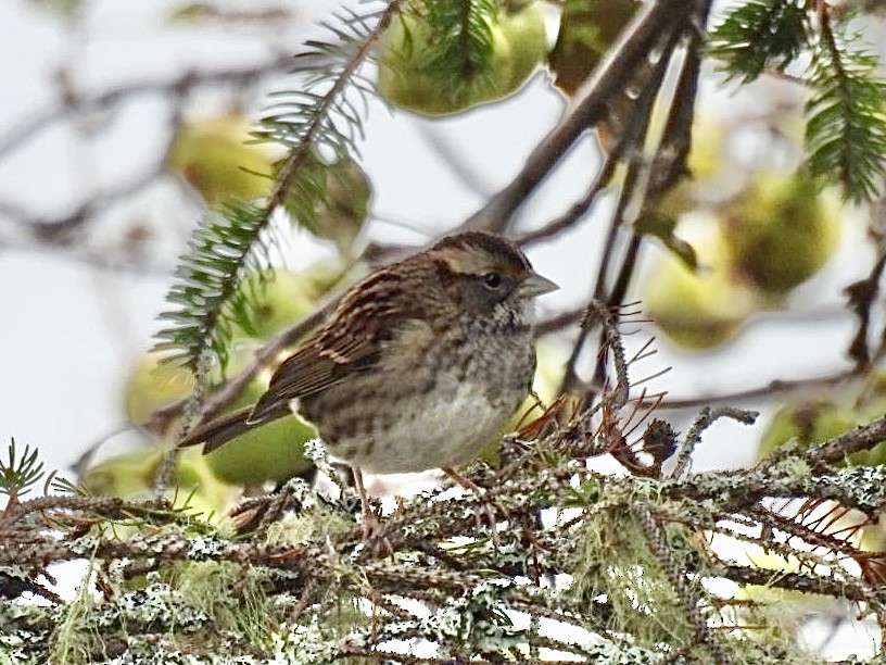 White-throated Sparrow - ML610778004