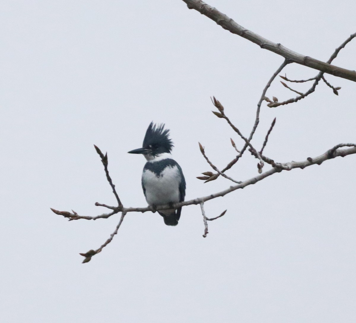 Belted Kingfisher - ML610778029