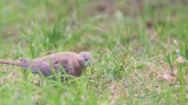 Laughing Dove - ML610778076