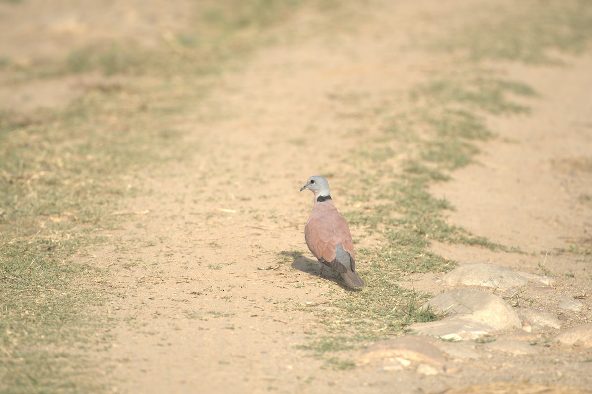 Red Collared-Dove - ML610778279