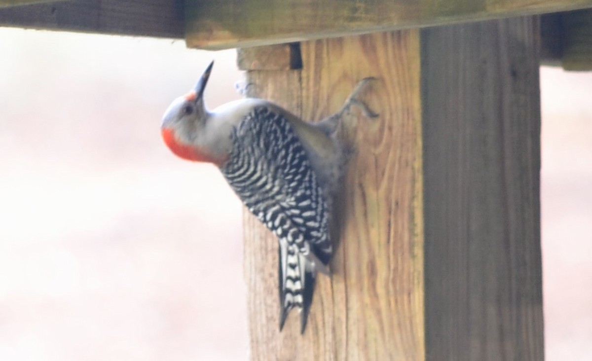 Red-bellied Woodpecker - Will Davis