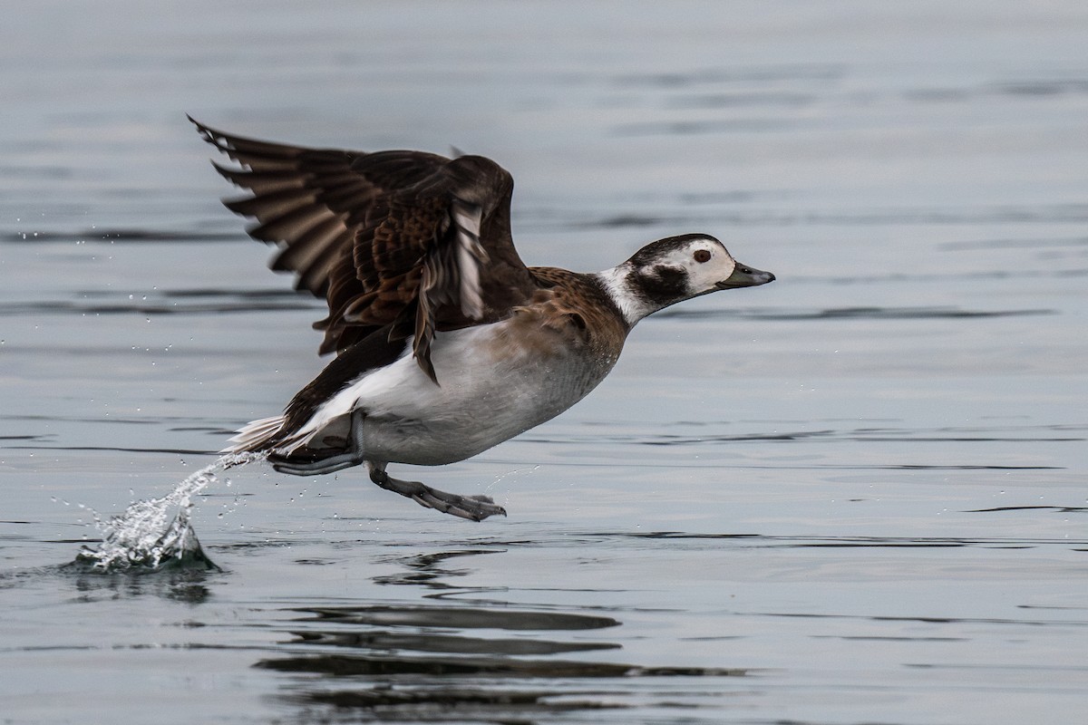 Long-tailed Duck - ML610778494
