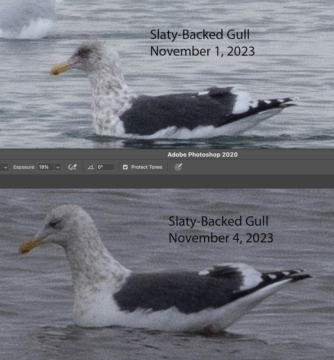 Slaty-backed Gull - ML610778626